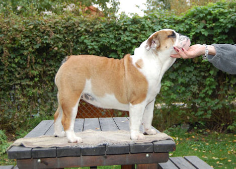 Ottis